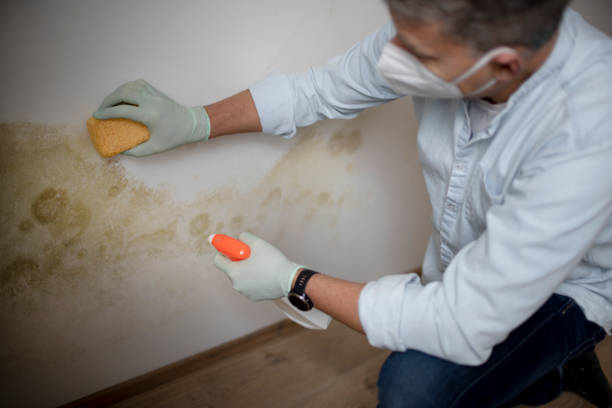 Best Emergency Mold Removal  in La Porte City, IA